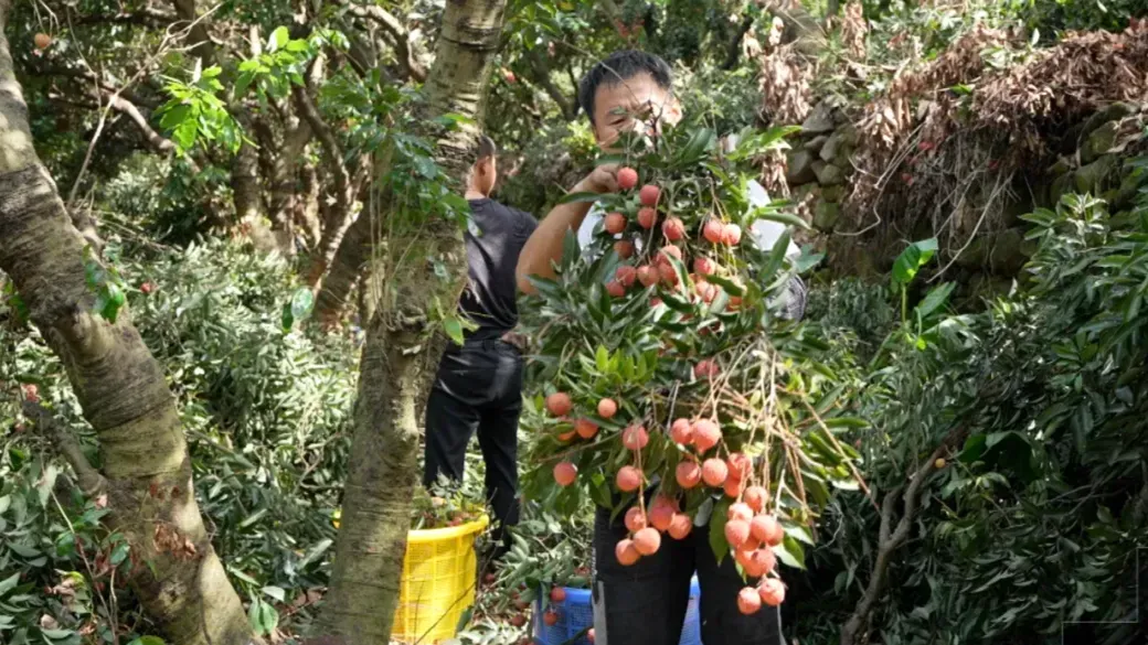 荔枝是大丰收了，果农们是否也能“大赚一笔”？
