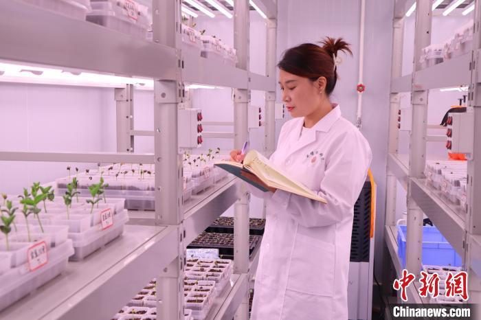 7月9日，宝鸡生物育种实验室内，科研人员正在记录样本数据。　李一璠 摄