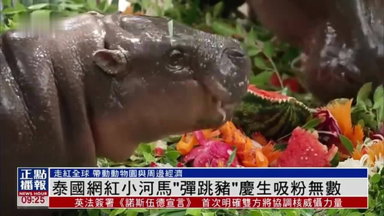 泰国网红小河马“弹跳猪”庆生吸粉无数