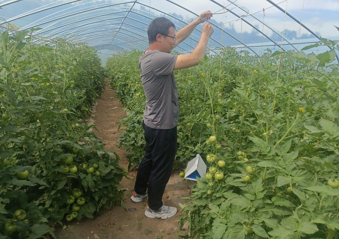 专家地头送定制服务　华亭这样护好番茄田