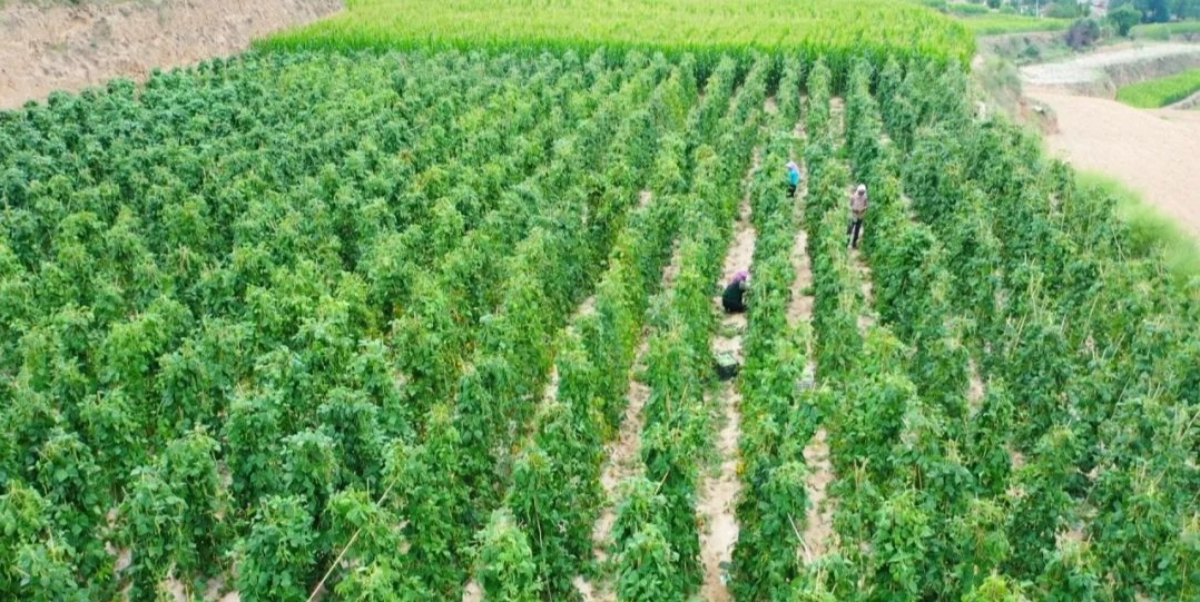 漳县武当乡李家河村架豆种植基地（漳县融媒体中心供图）