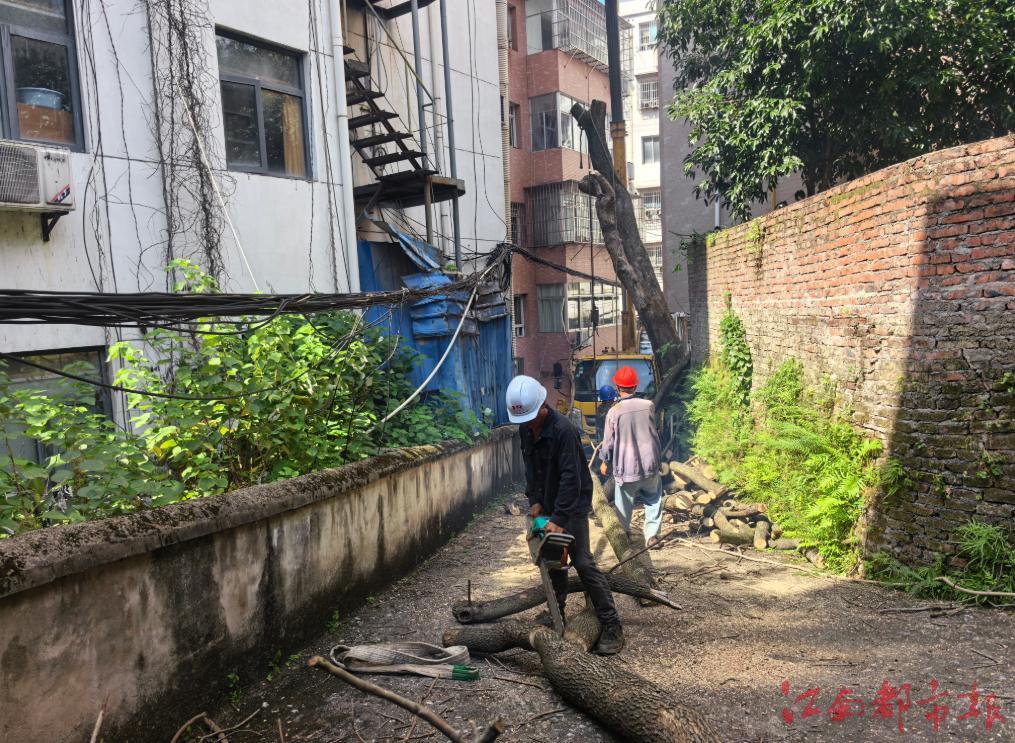隐患排除！萍乡安源区枫树湾社区枯死樟树已完成清理