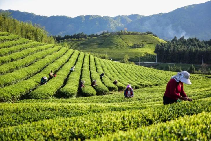 中行江西省分行:绿叶变“金叶” 金融“活水”浇灌茶产业发展