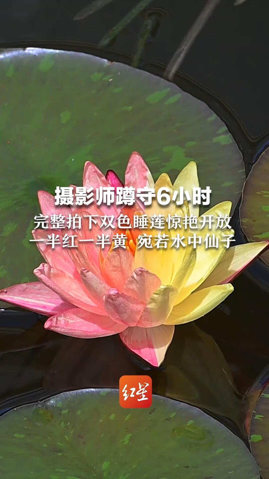 摄影师蹲守6小时 完整拍下双色睡莲惊艳开放 一半红一半黄 宛若水中仙子 看完视频的你一定“好运莲莲”