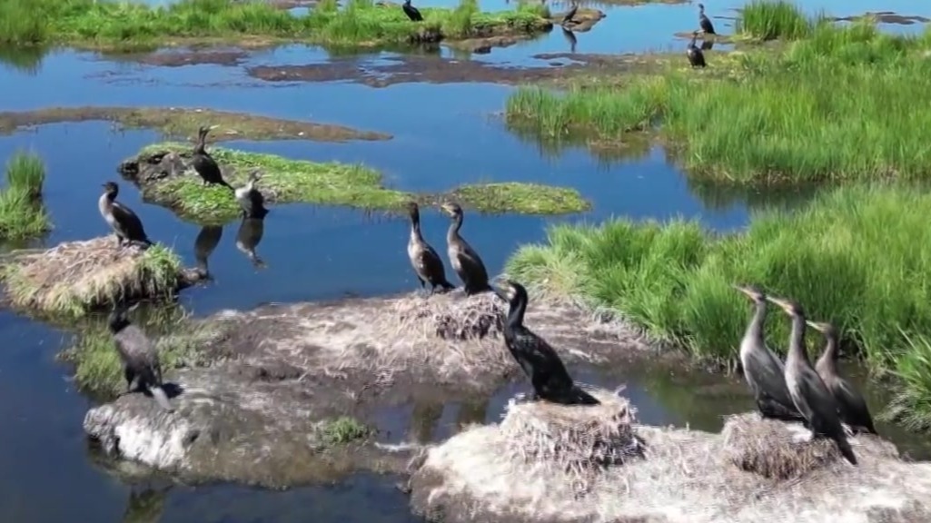航拍“高原之肾”尕海湿地：候鸟们集中“开会”是什么场面？