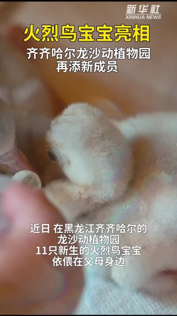 火烈鸟宝宝亮相 齐齐哈尔龙沙动植物园再添新成员