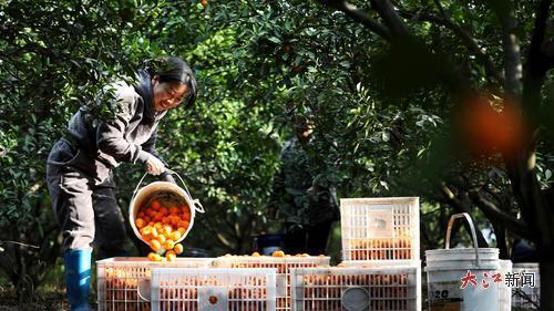 分宜县分宜镇池塘村数十亩新余蜜橘喜获丰收。大江新闻-视觉江西袁建兵摄