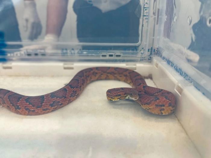 图片来源:海关发布微信公众号