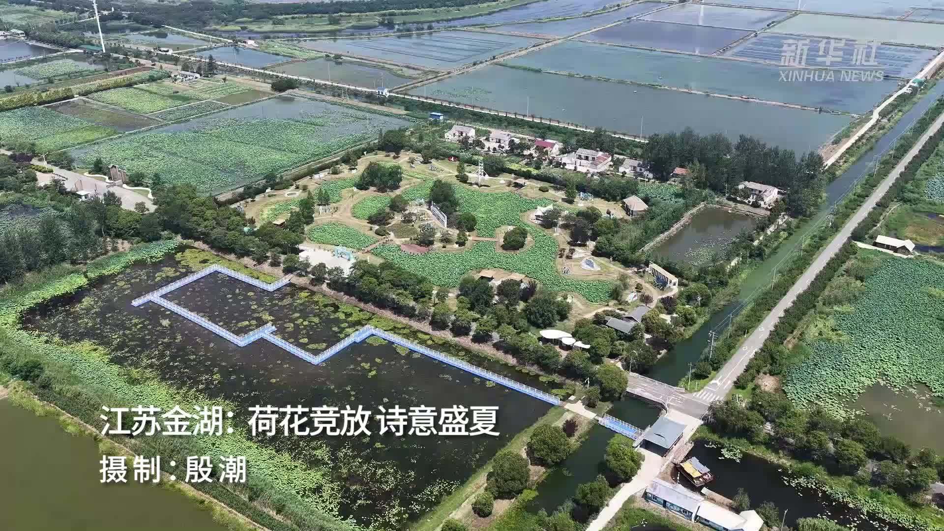 江苏金湖：荷花竞放 诗意盛夏