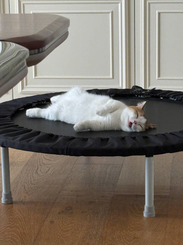 张馨予拍下正在睡觉的小猫咪。