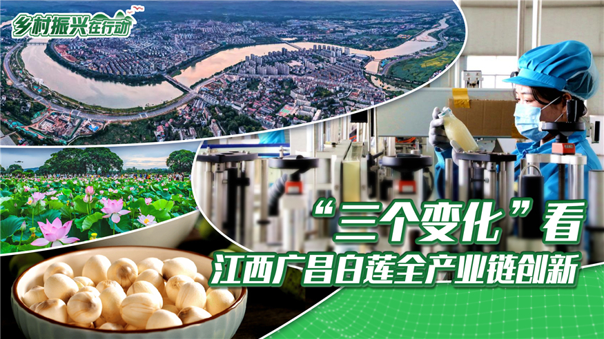 乡村振兴在行动丨“三个变化”看江西广昌白莲全产业链创新