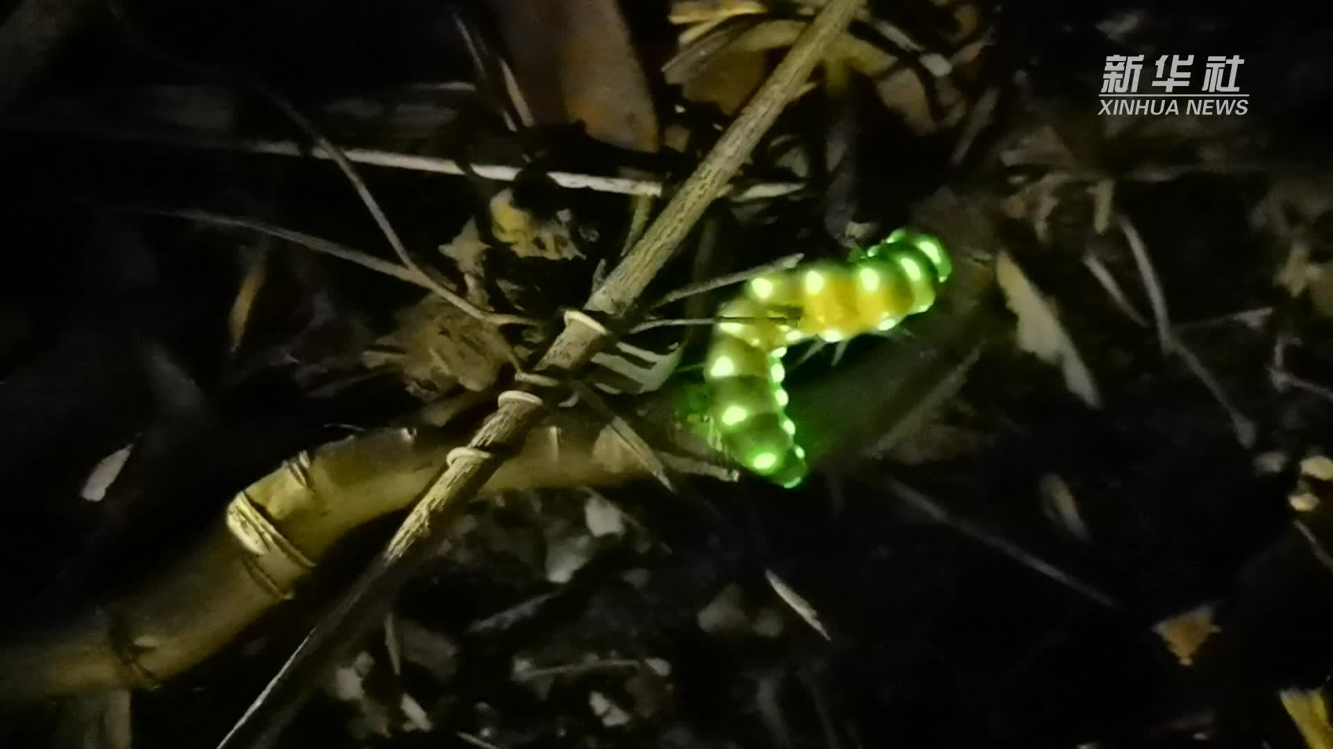 自带三排小夜灯的“绿光精灵”广西大明山惊现雌光萤