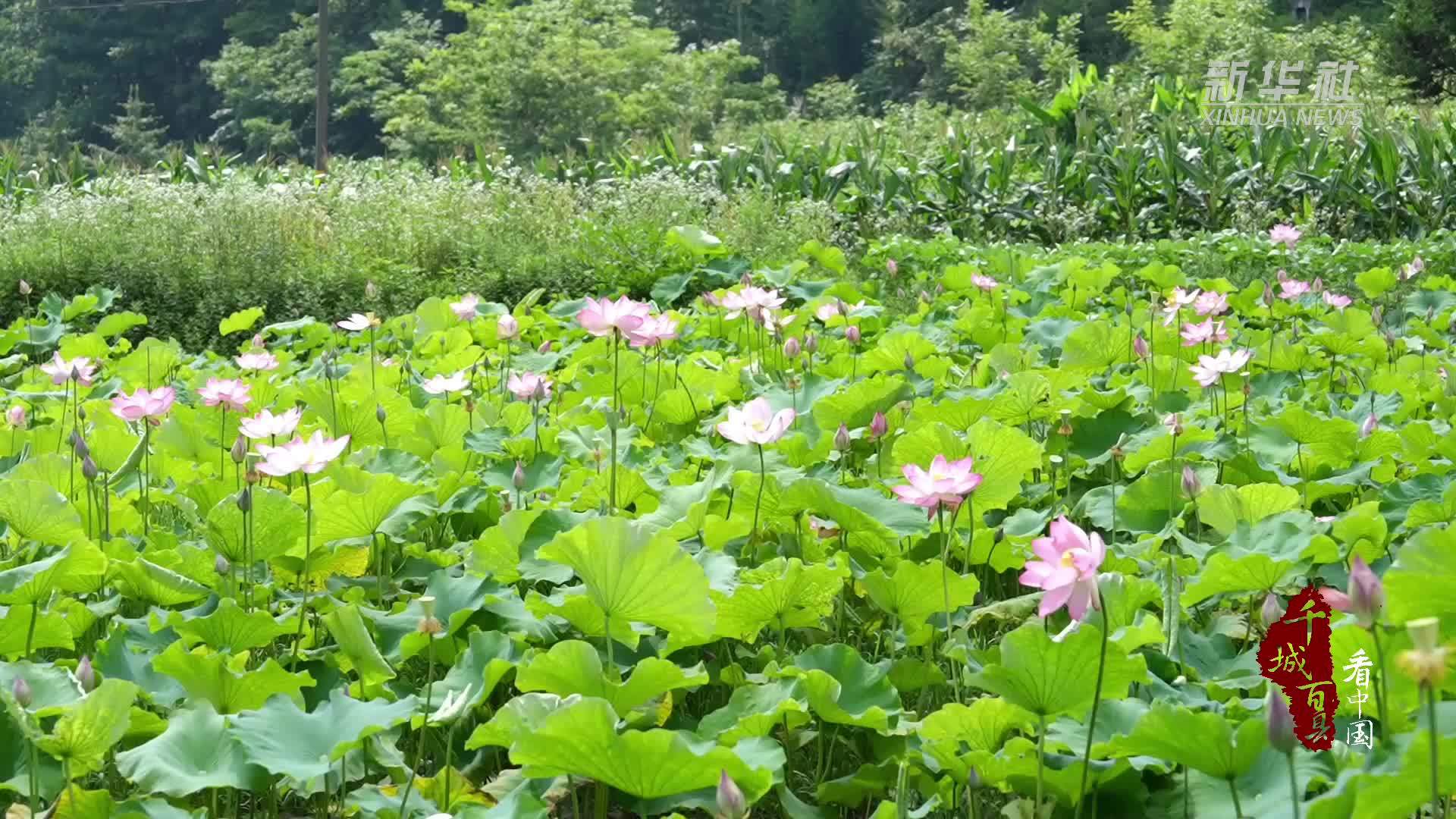 千城百县看中国｜湖北鹤峰：油炸夏荷香