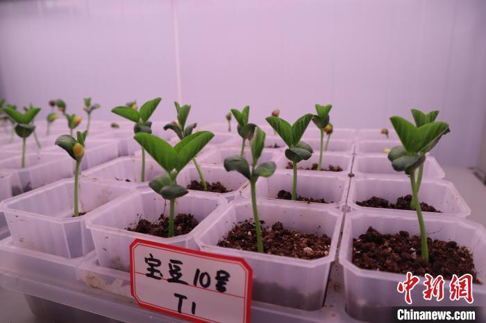 图为宝鸡生物育种实验室内的样本。　李一璠 摄