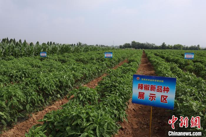 图为示范田内的辣椒新品种展示区。　李一璠 摄