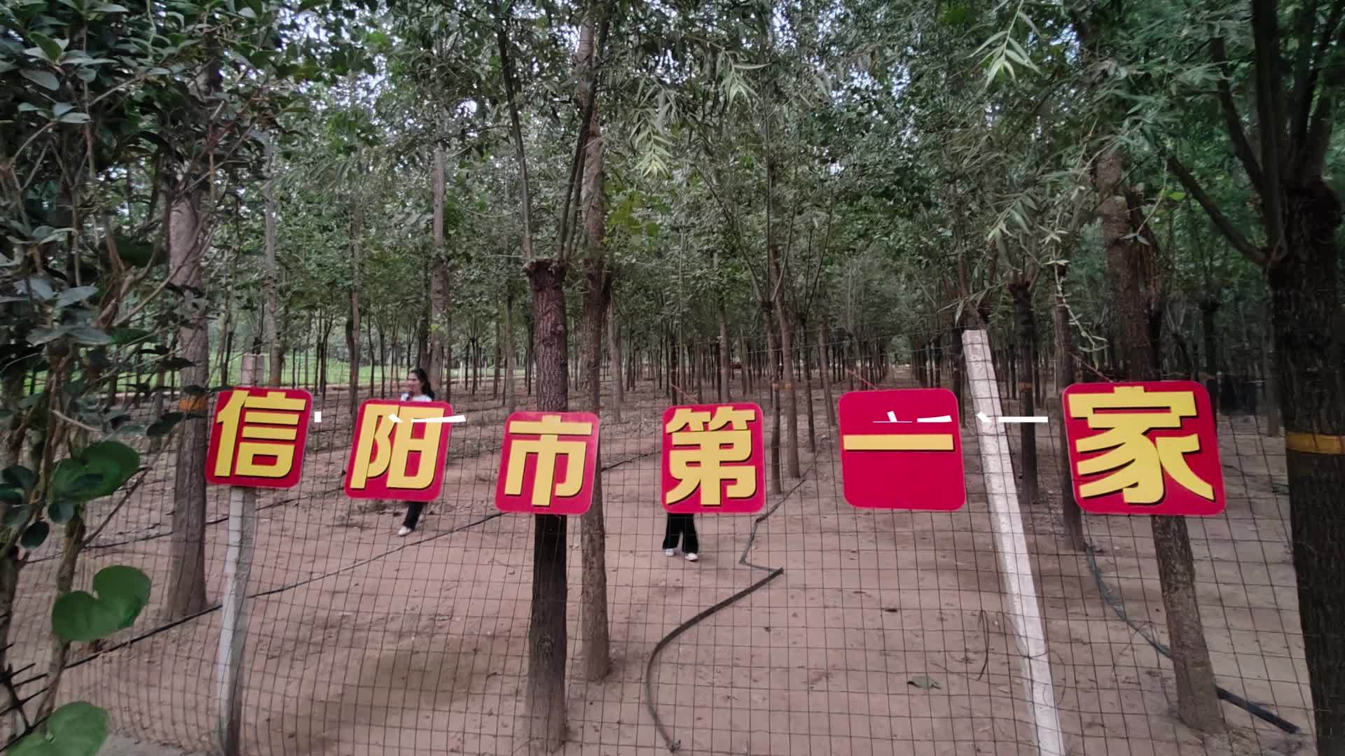 男子返乡养蝉创业：1只1元，一家老小分三班出动，一晚最多捉1.3万只