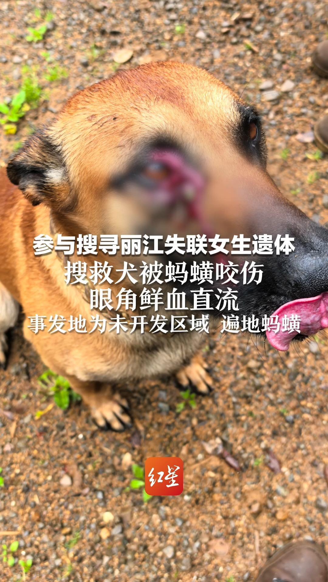 参与搜寻丽江失联女生遗体 搜救犬被蚂蟥咬伤 眼角鲜血直流 事发地为未开发区域 遍地蚂蟥