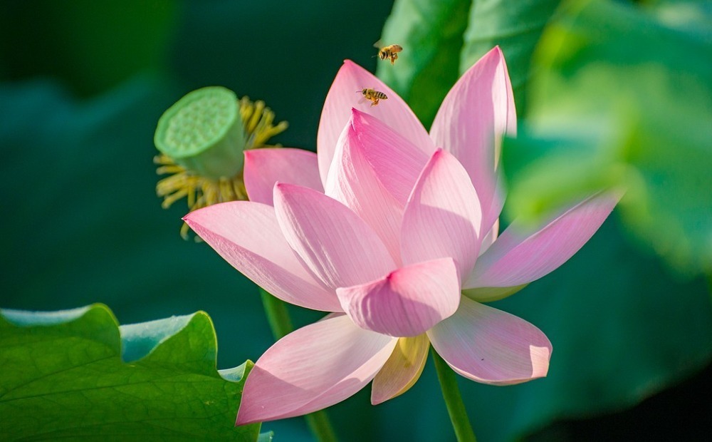 临沂：荷花盛开 
