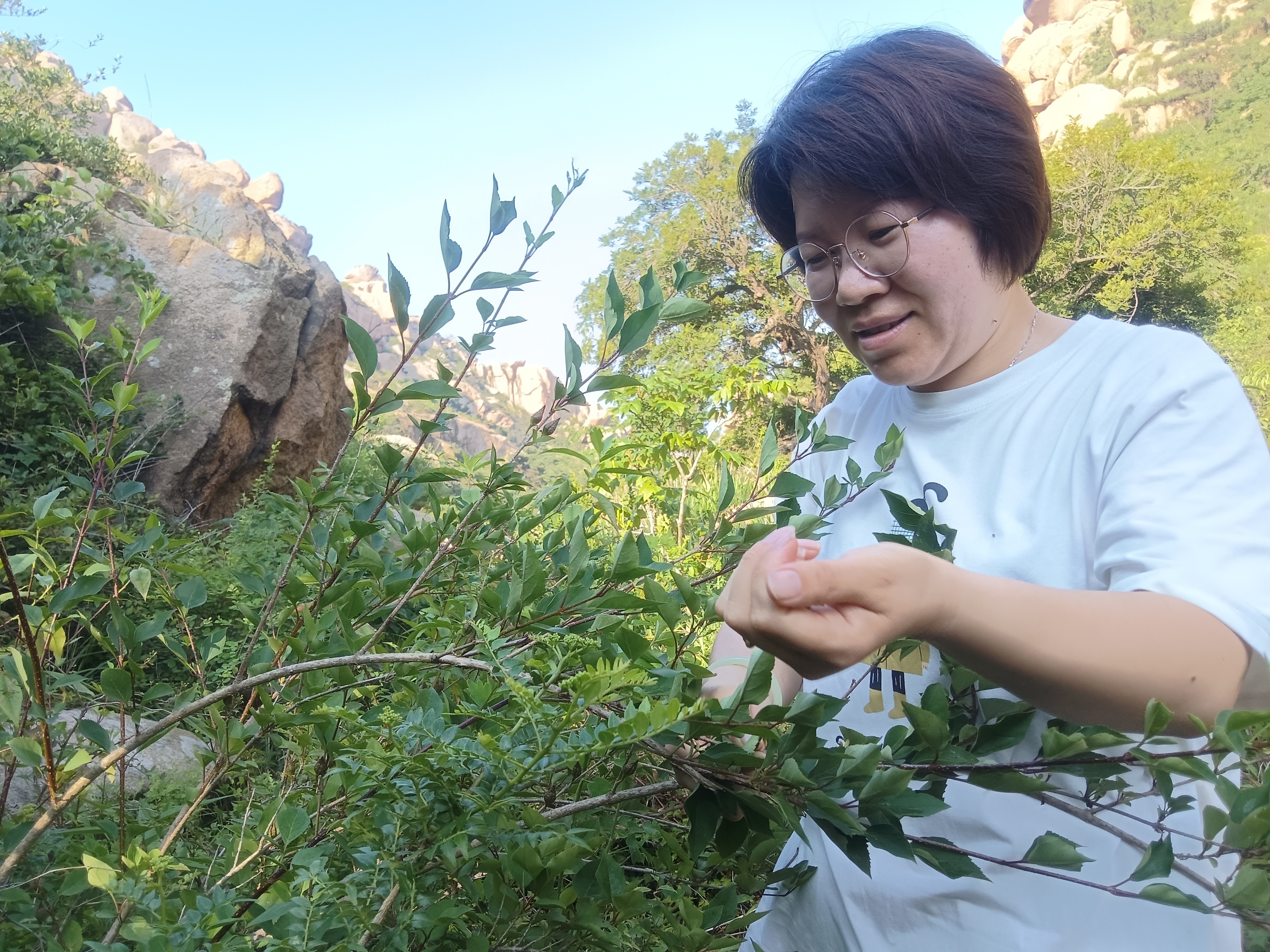 青岛乡里乡亲|乡村手艺“技良人”——张利利:本草香韵浸润乡村蝶变路