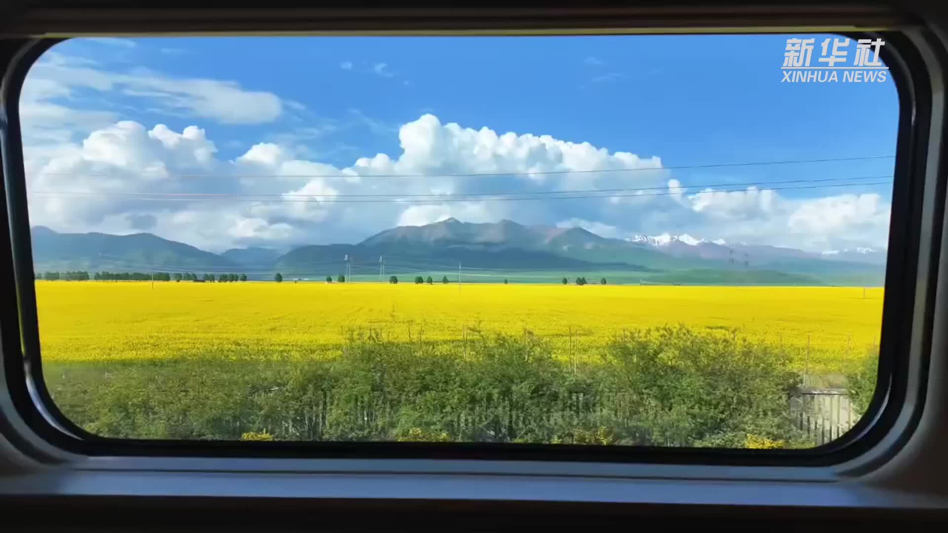 清凉一夏｜七月门源：夏日童话，百里花海