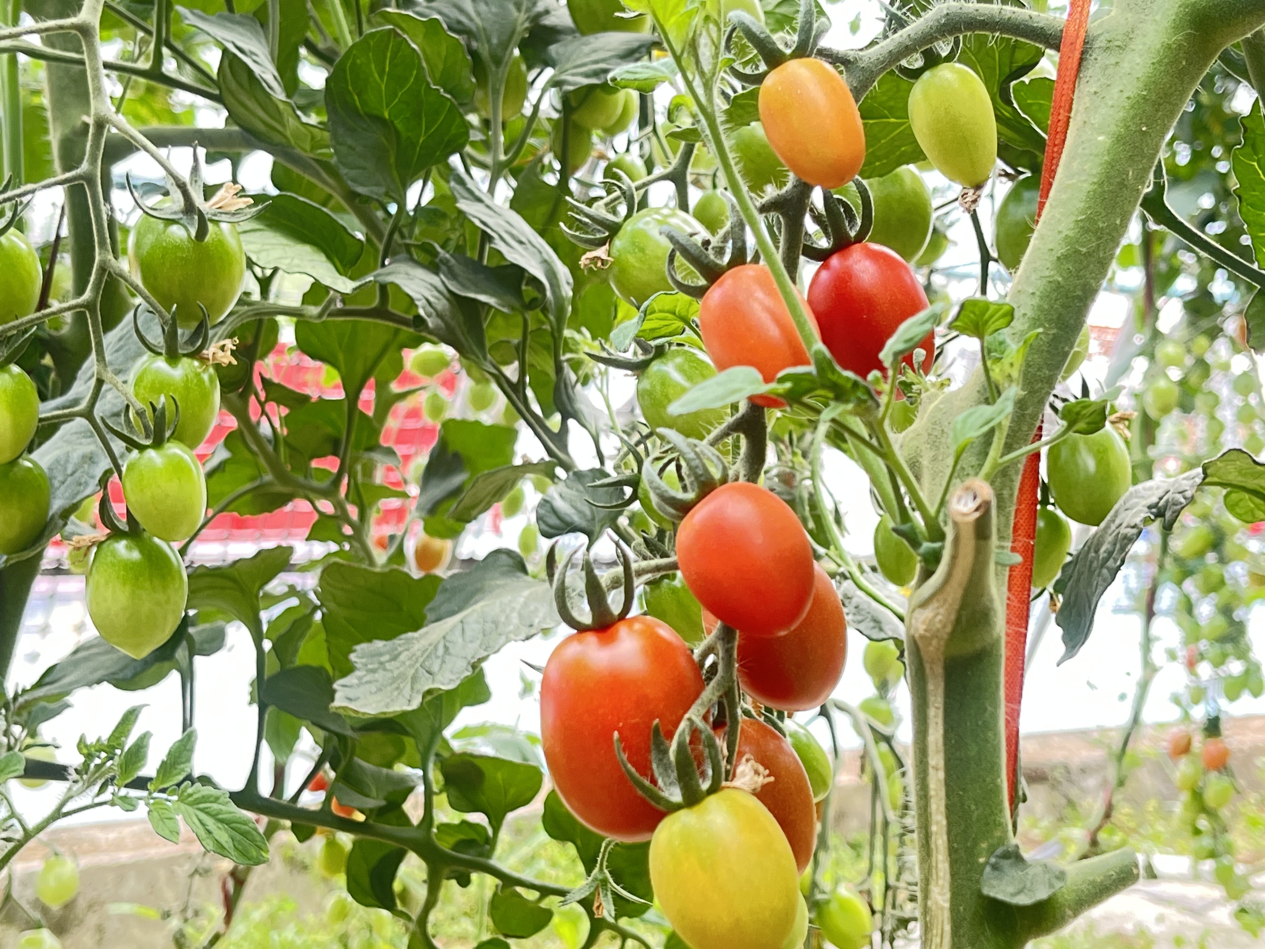 采摘垂钓吃美食　华亭“明星村”农旅融合藏妙招