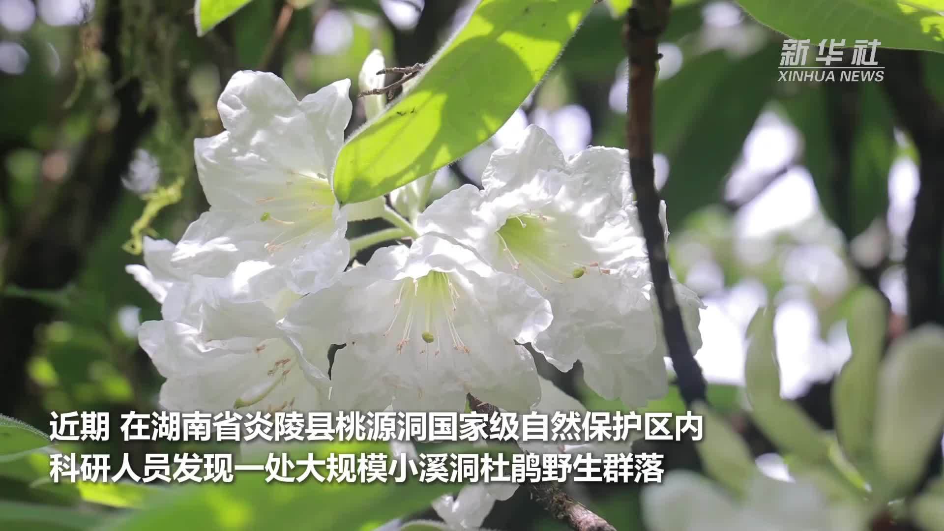 湖南炎陵：发现大规模小溪洞杜鹃群落