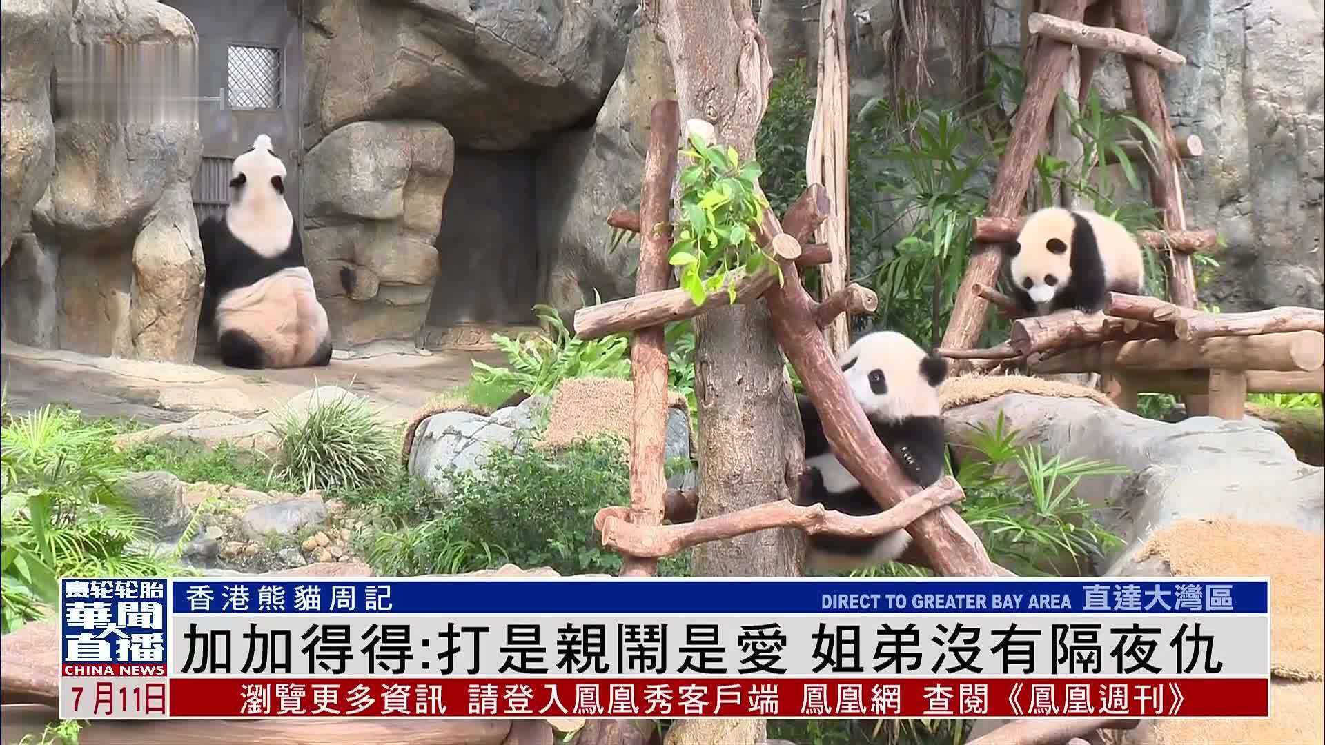 香港熊猫周记｜加加得得：打是亲闹是爱 姐弟没有隔夜仇