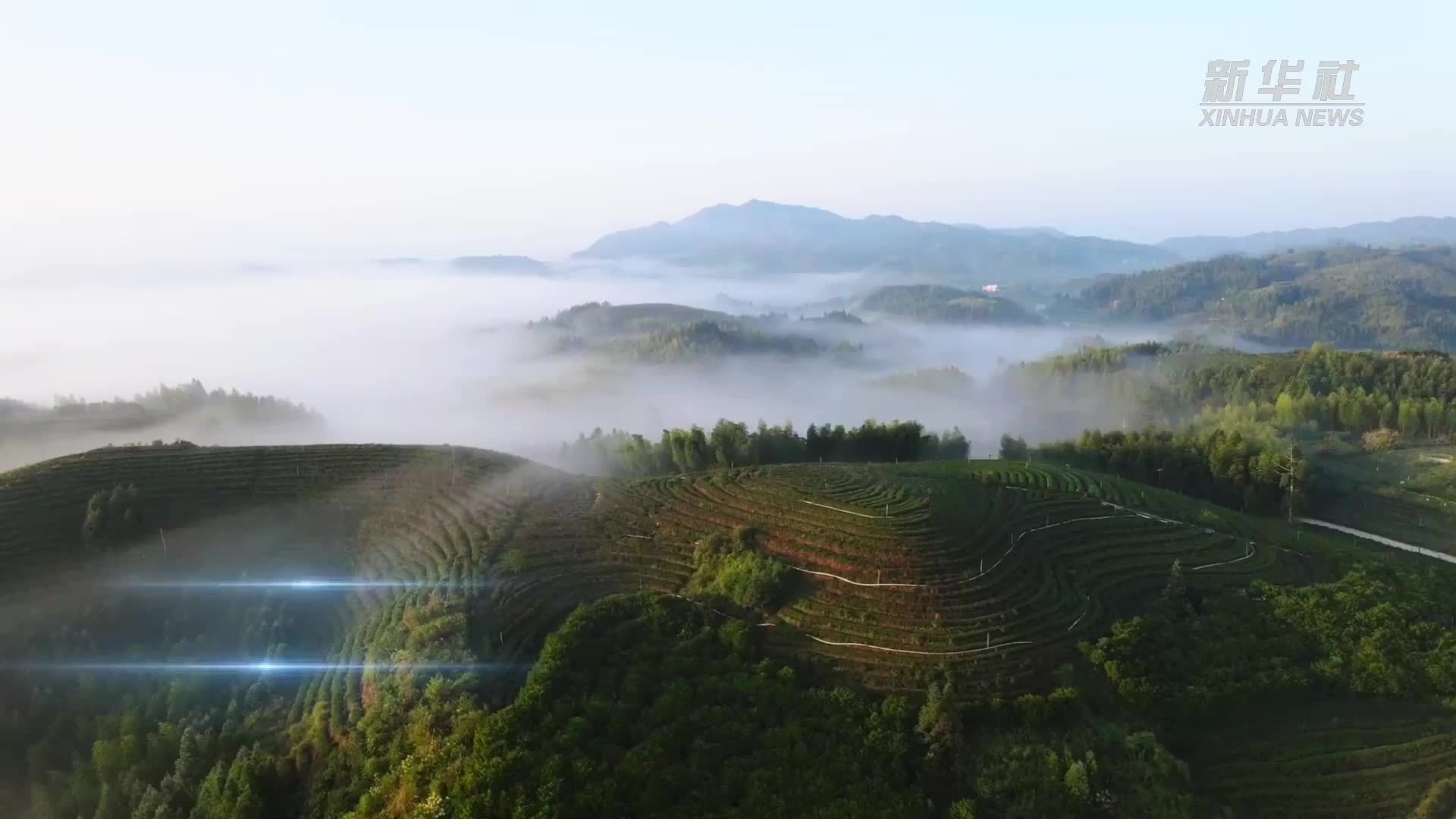 福建大田：“智慧茶园”香飘万里