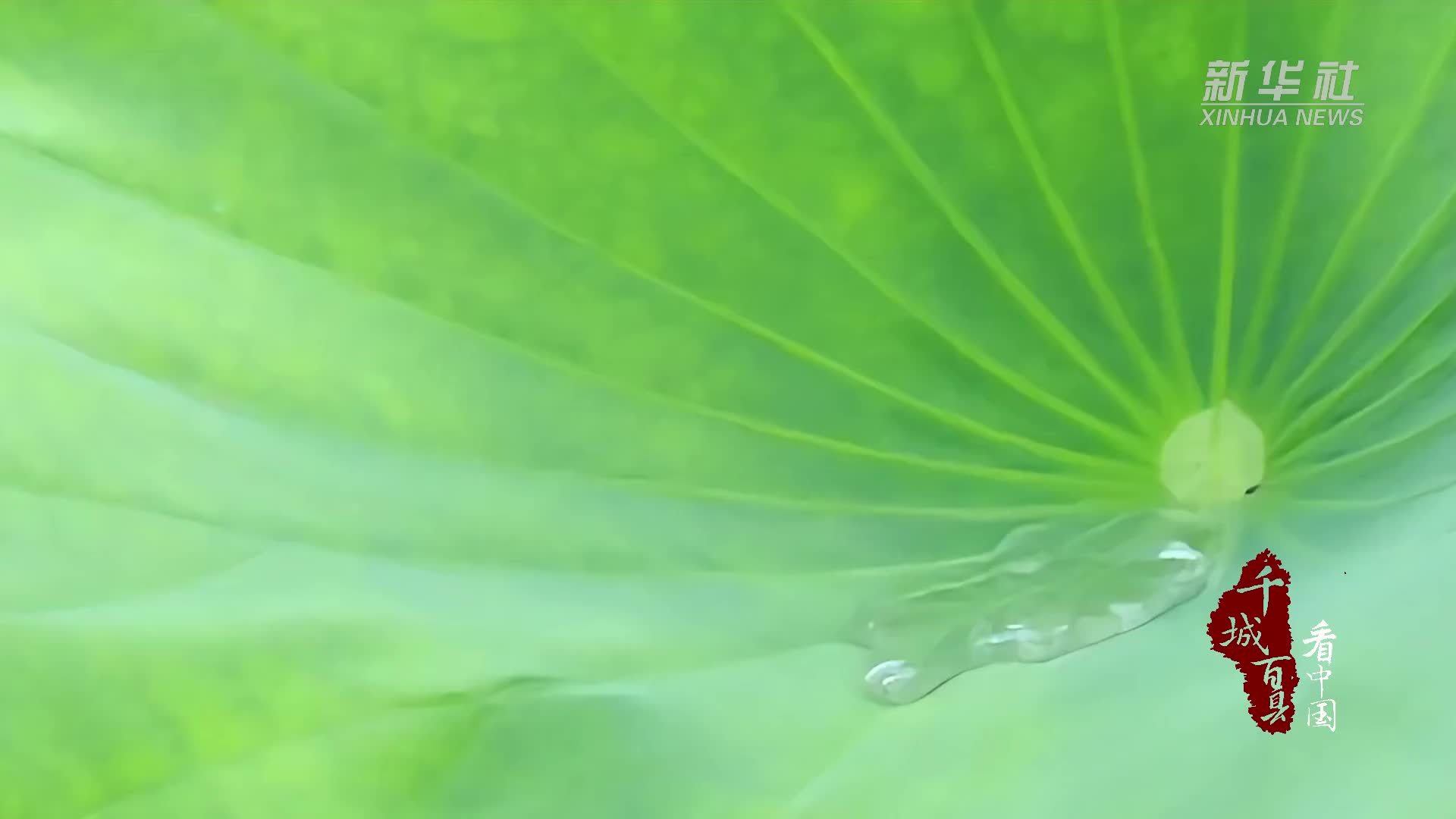 千城百县看中国｜内蒙古：荷花绽放 邂逅夏日温柔