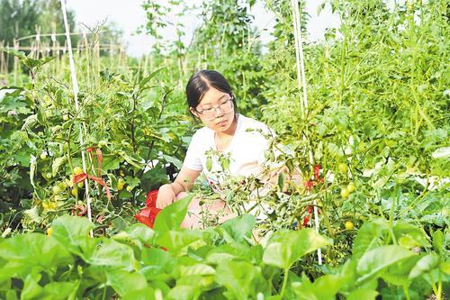 7月6日，临城县西竖镇西竖村共享菜园内，陈沛怡在自家种的菜地里采摘西红柿。本报记者 闫德见摄
