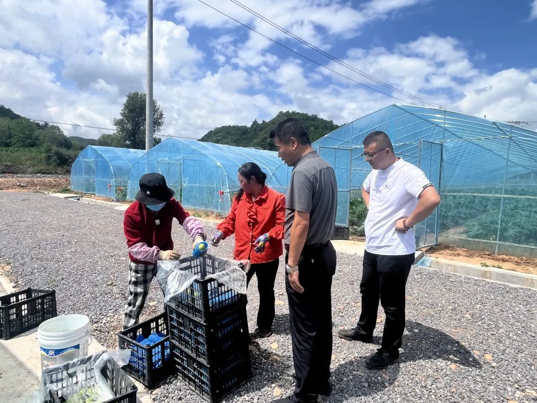 华亭蔬菜找到“婆家” 订单农业让村民吃上定心丸