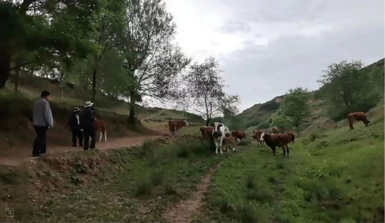 华亭严把畜牧项目验收关　只为农户补贴精准落袋