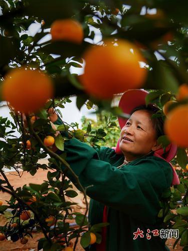 果农采收新余蜜橘。大江新闻-视觉江西杜建群摄