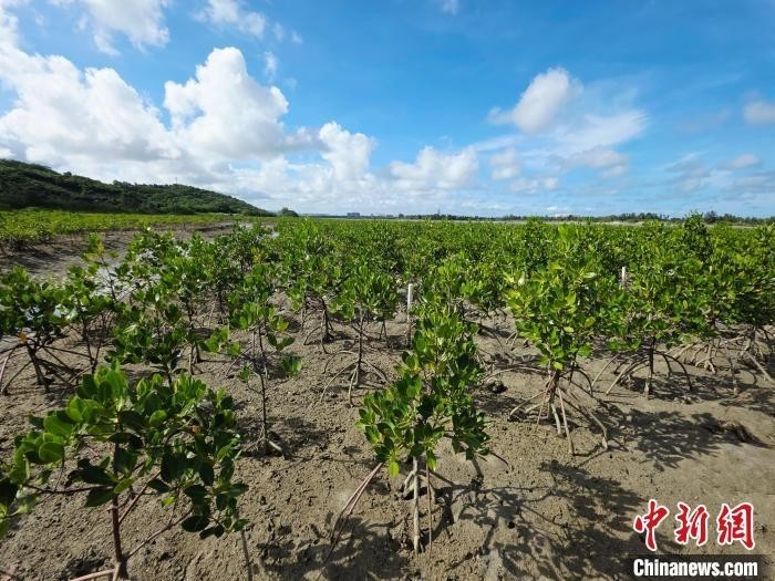 三亚市铁炉港，一片人工种植的红树林长势良好。记者 王晓斌 摄