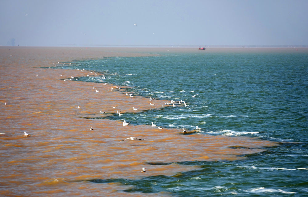 在山东黄河三角洲国家级自然保护区的黄河入海口,黄河水与海水形成