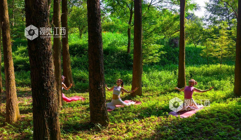 2025年7月5日在江西省吉安市新干县云峰岭林场拍摄的画面。