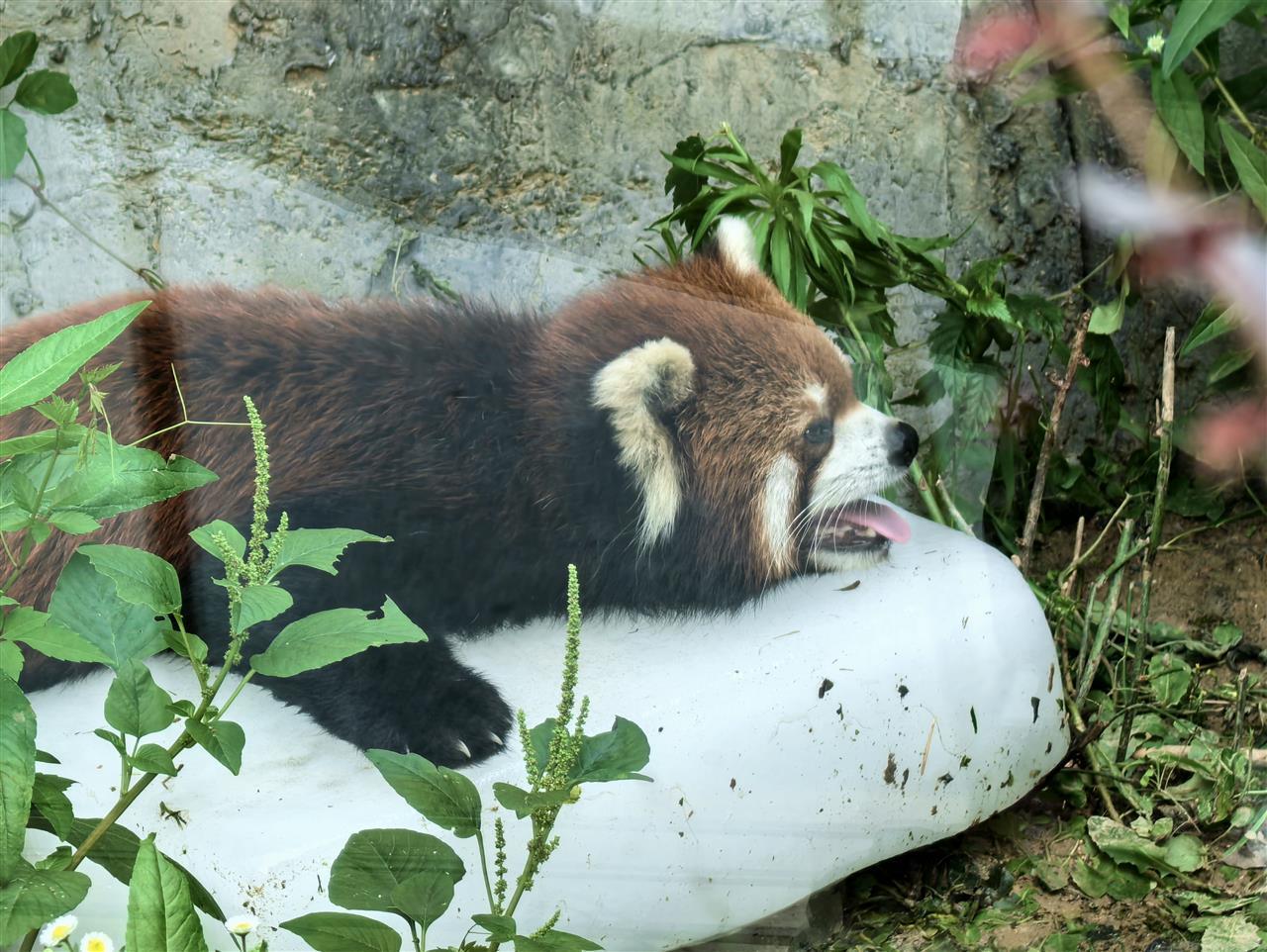 3、小熊猫趴在冰块上撒娇.jpg
