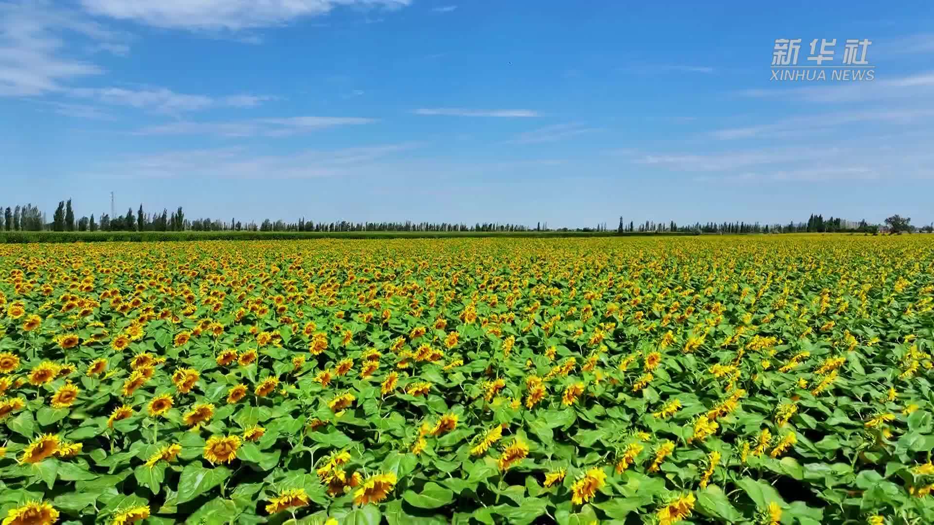 新疆奇台千亩向日葵进入盛花期