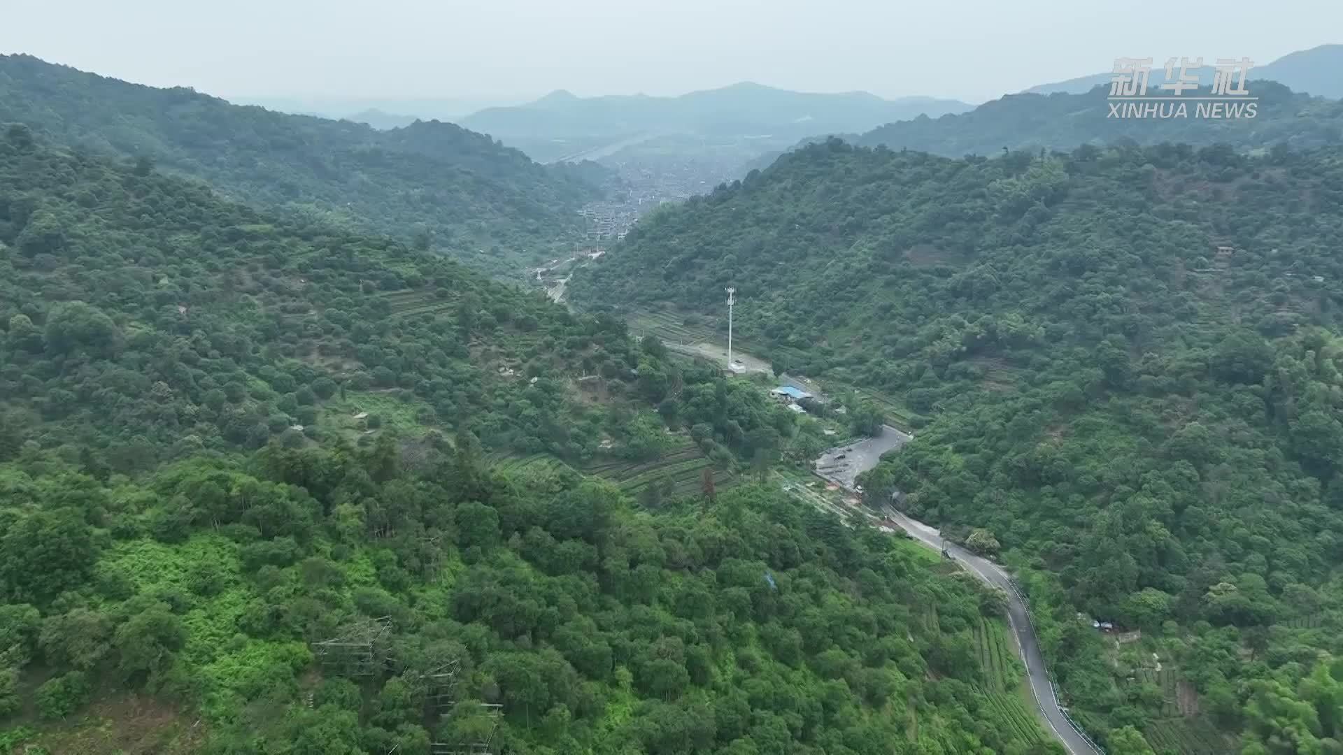杭州：无人机助力杨梅“飞”下山