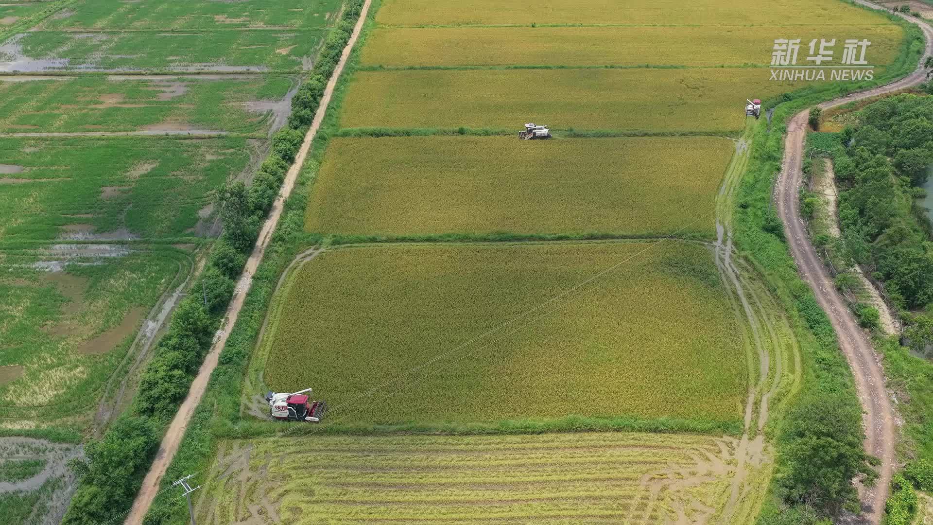 江西都昌：22万亩早稻开镰