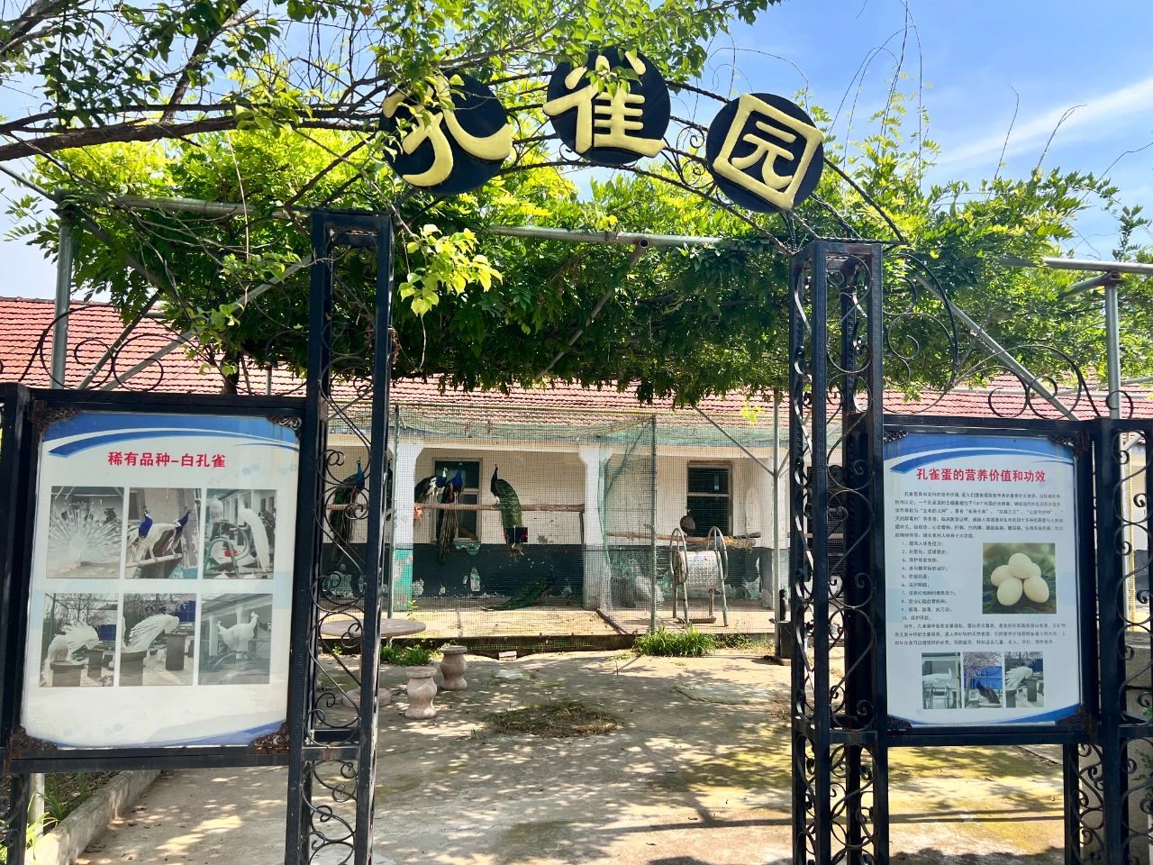 小宠物串起新沂乡村振兴新密码