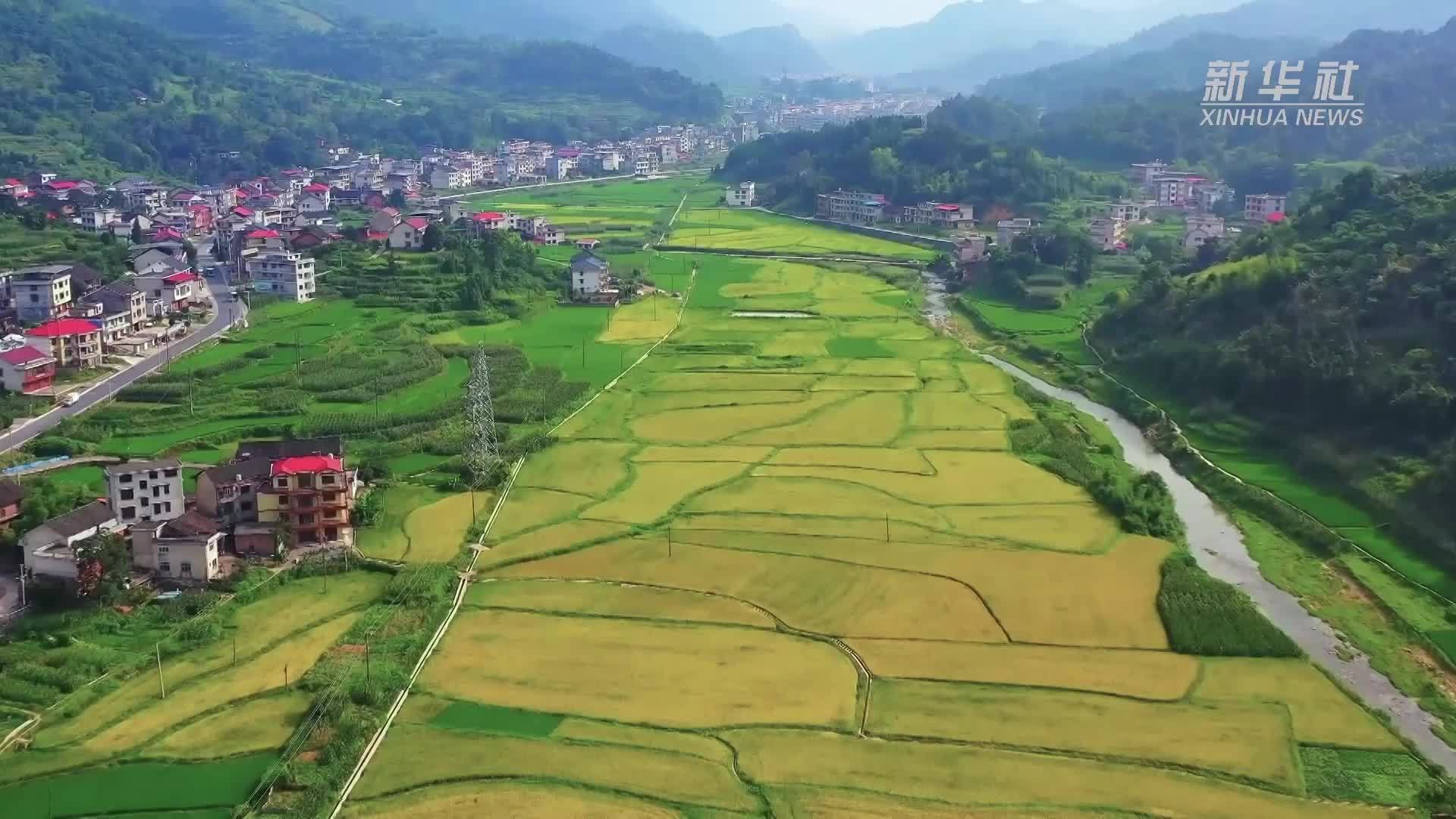 湖南娄底：早稻开镰“丰”景如画