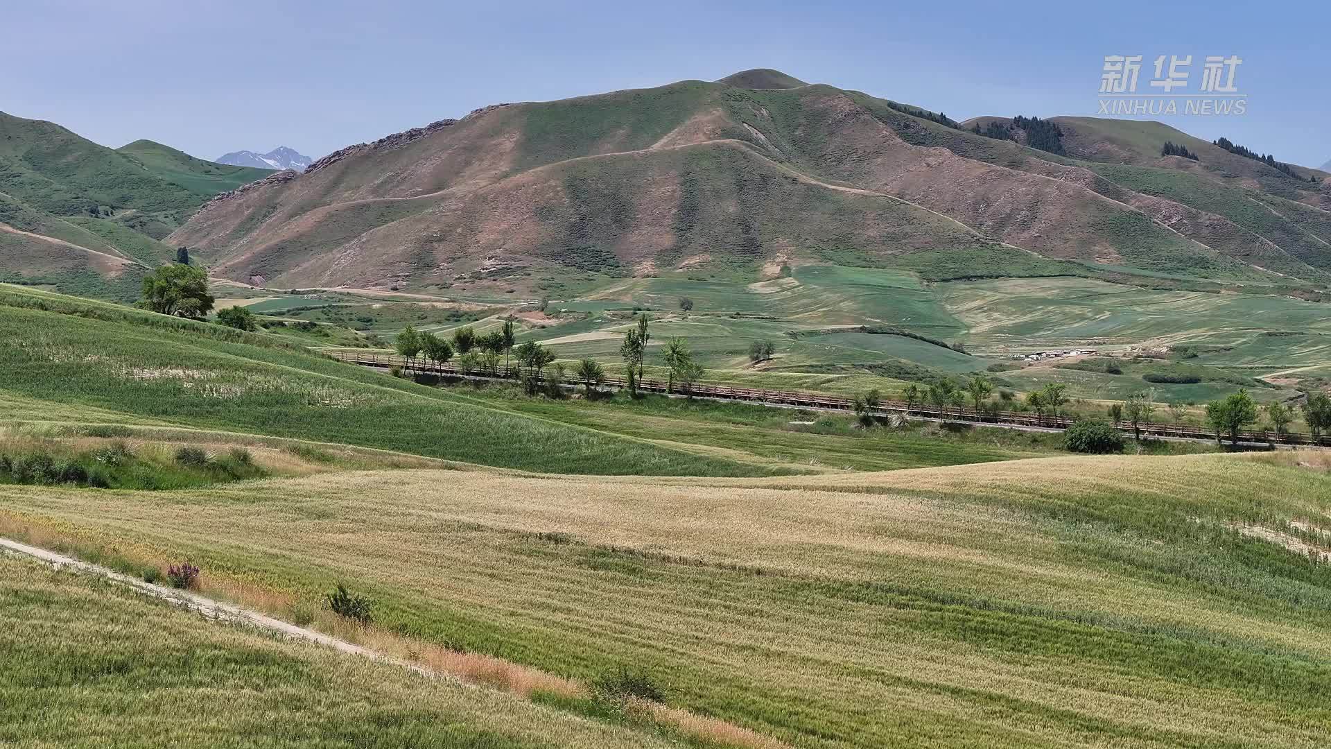 千城胜景｜新疆奇台：盛夏的万亩旱田