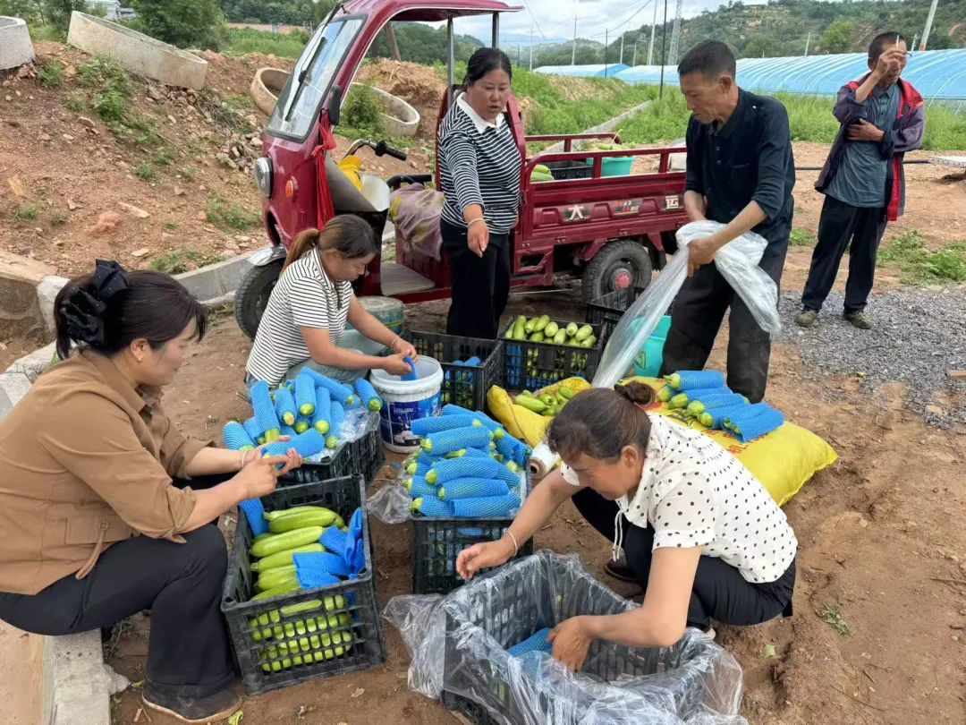 华亭蔬菜找到“婆家” 订单农业让村民吃上定心丸