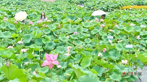 500余种莲花竞相盛放 徐国亮摄