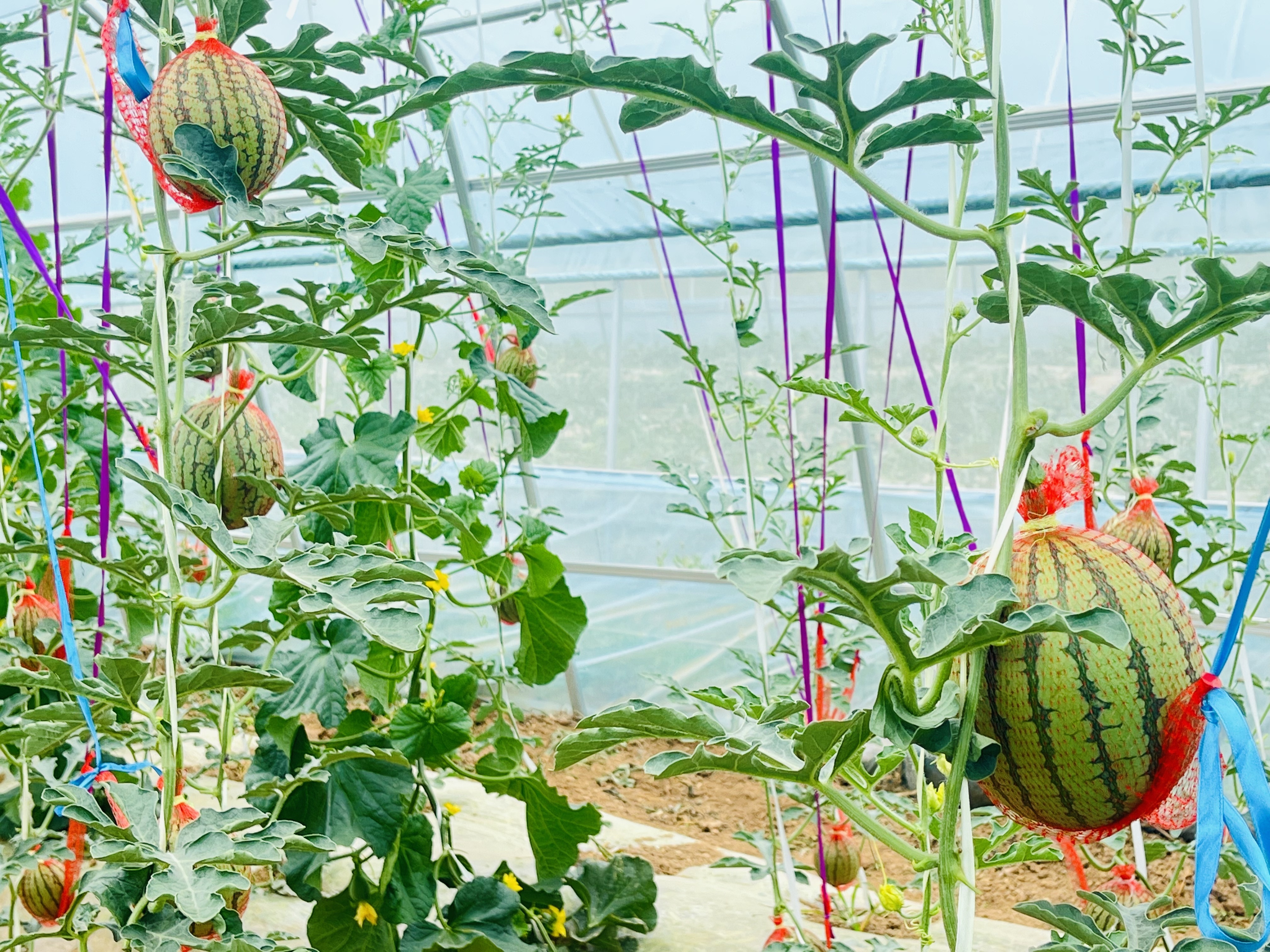 采摘垂钓吃美食　华亭“明星村”农旅融合藏妙招