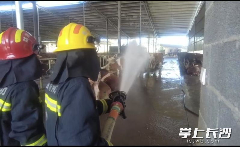  消防员正全力为牛群喷水降温。长沙晚报通讯员 王磊 摄