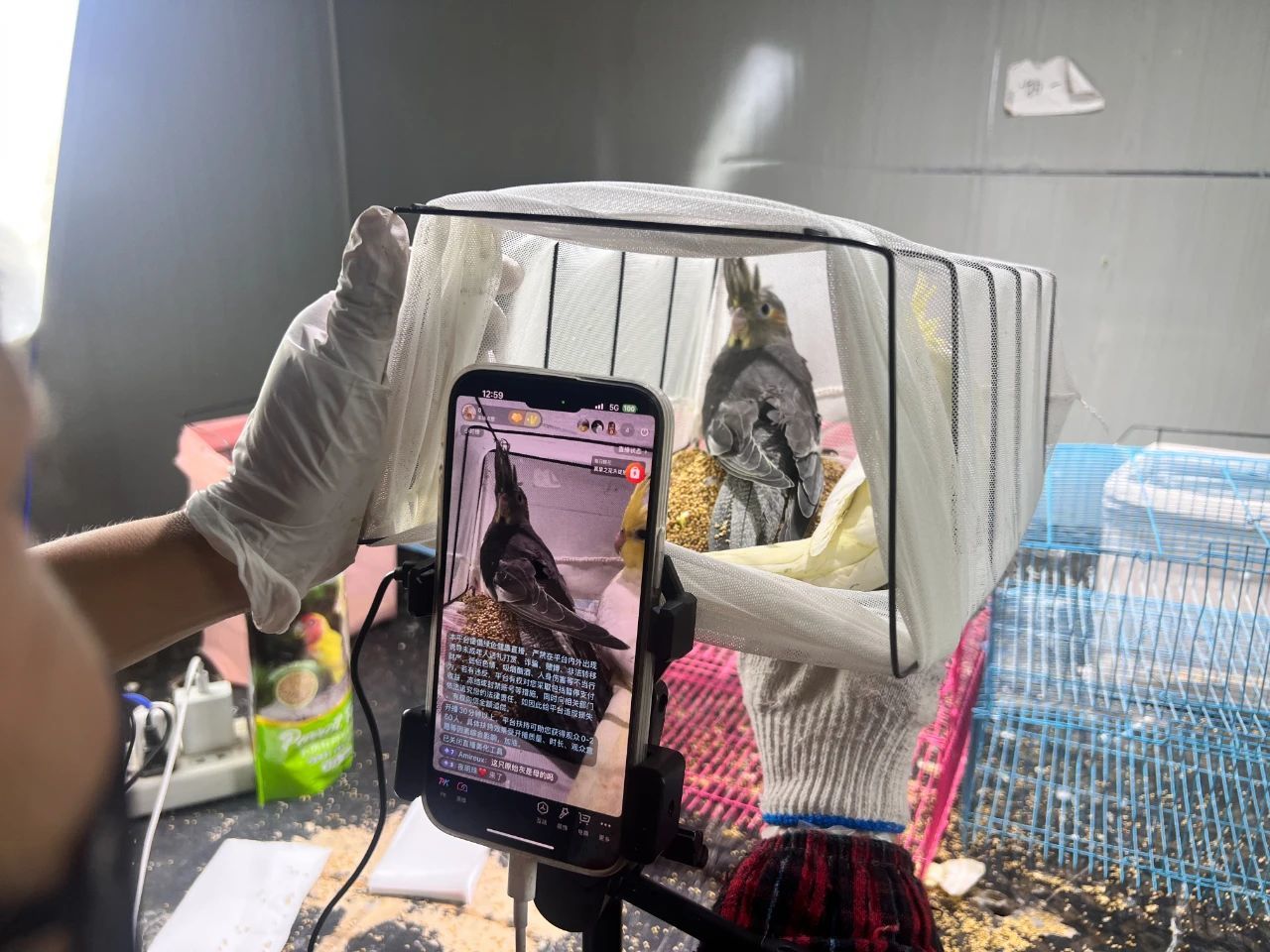 小宠物串起新沂乡村振兴新密码