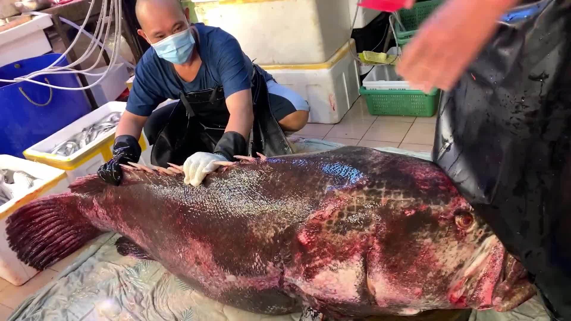 香港鱼王分割240斤石斑鱼，下刀先放红包，光这个宝贝就值3000块