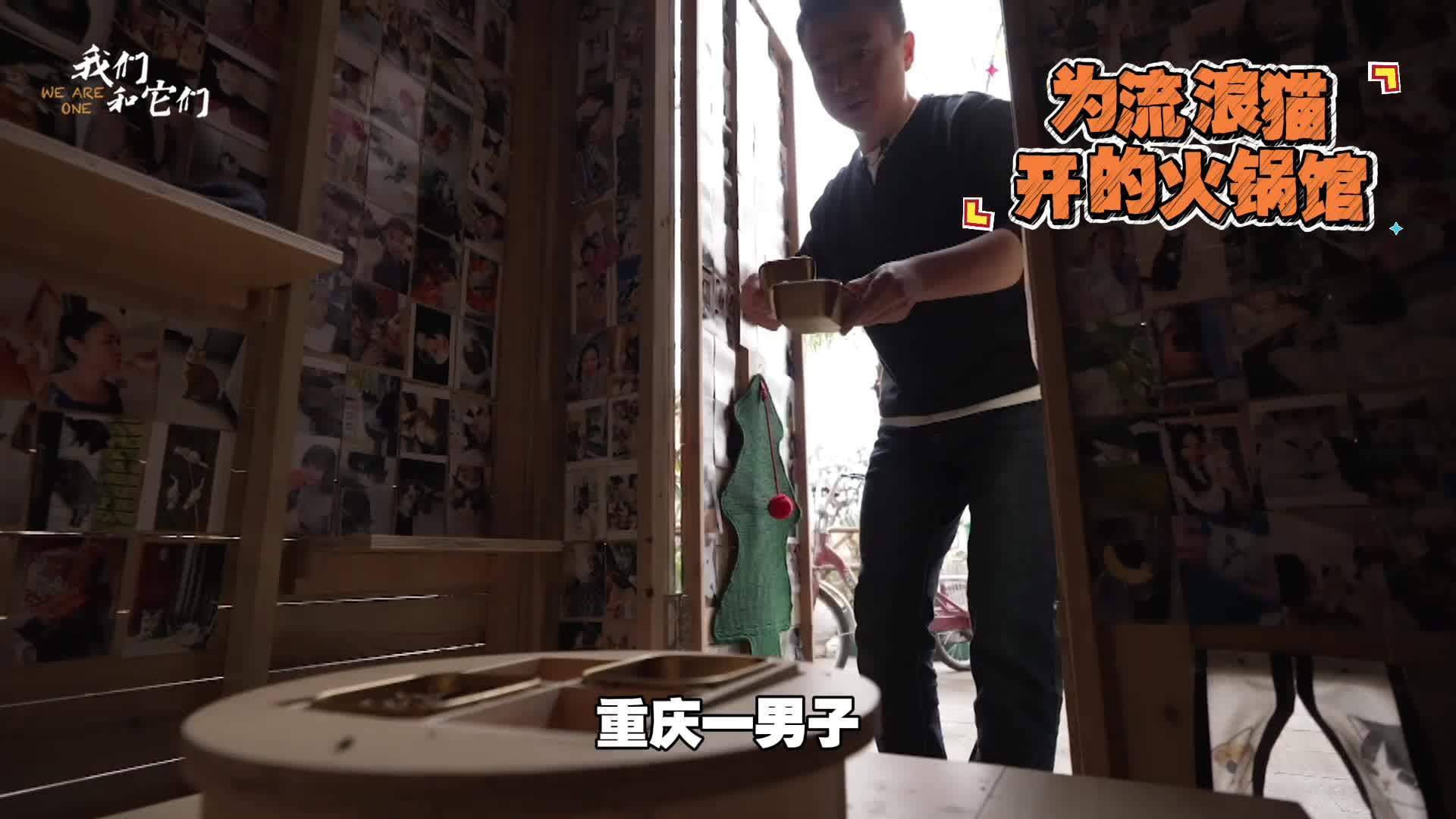 重庆餐厅老板给流浪猫开火锅店 吃住免费 流浪猫摇身变成招财猫